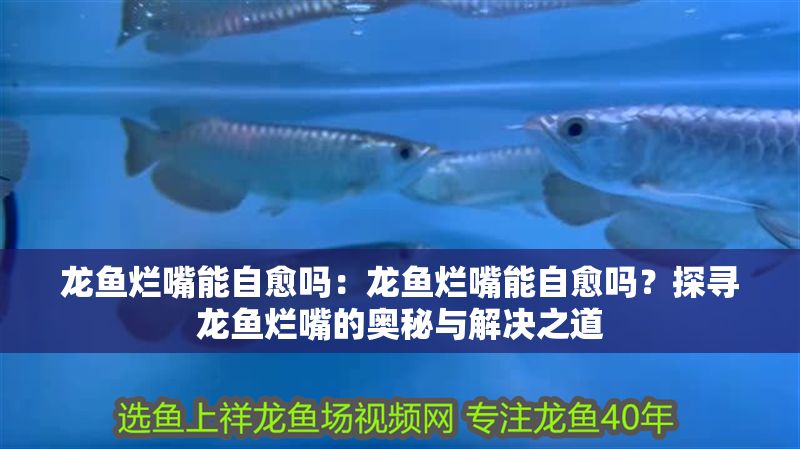 龍魚爛嘴能自愈嗎：龍魚爛嘴能自愈嗎？探尋龍魚爛嘴的奧秘與解決之道