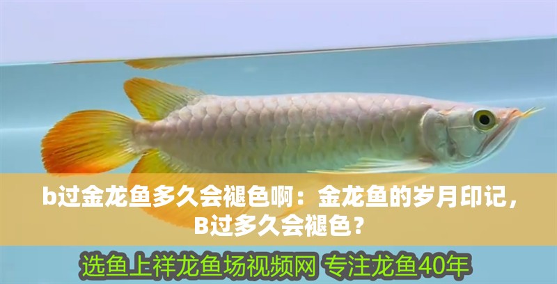 b過金龍魚多久會褪色啊：金龍魚的歲月印記，B過多久會褪色？
