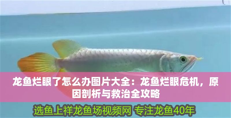 龍魚爛眼了怎么辦圖片大全：龍魚爛眼危機，原因剖析與救治全攻略