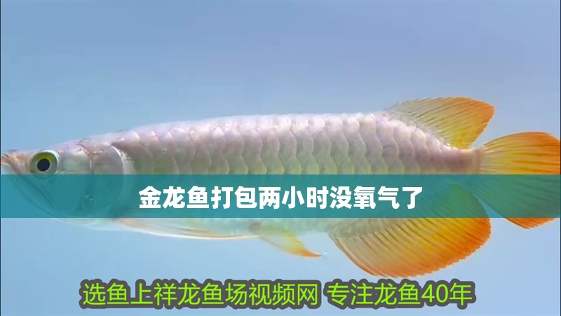 金龍魚打包兩小時沒氧氣了