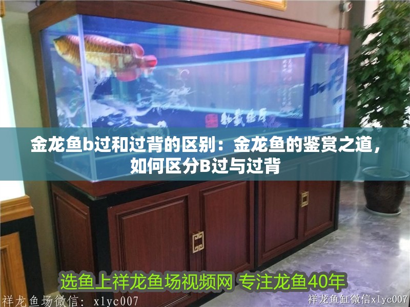 金龍魚b過和過背的區(qū)別：金龍魚的鑒賞之道，如何區(qū)分B過與過背