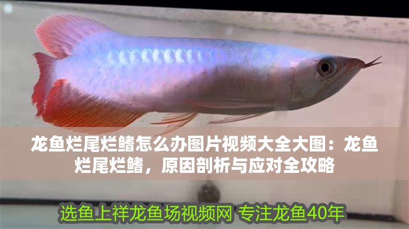 龍魚爛尾爛鰭怎么辦圖片視頻大全大圖：龍魚爛尾爛鰭，原因剖析與應對全攻略