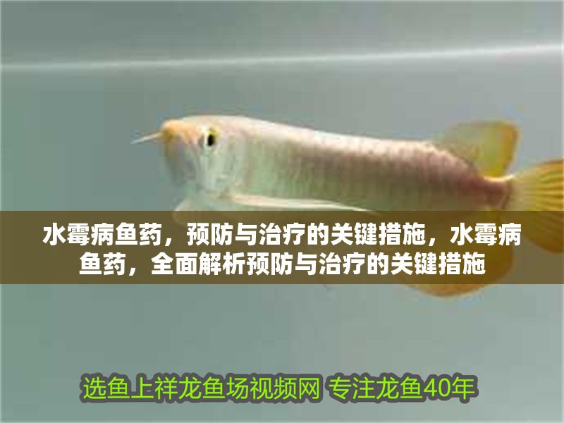 水霉病魚藥，預防與治療的關鍵措施，水霉病魚藥，全面解析預防與治療的關鍵措施