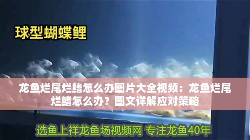 龍魚爛尾爛鰭怎么辦圖片大全視頻：龍魚爛尾爛鰭怎么辦？圖文詳解應對策略