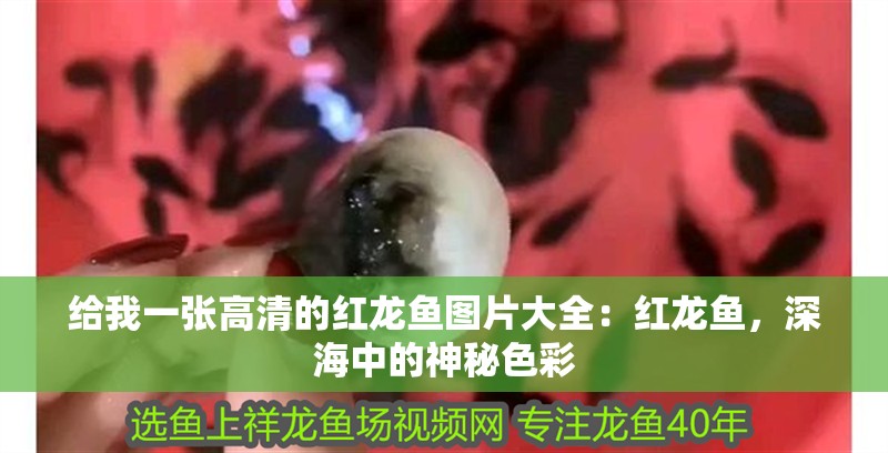 給我一張高清的紅龍魚圖片大全：紅龍魚，深海中的神秘色彩