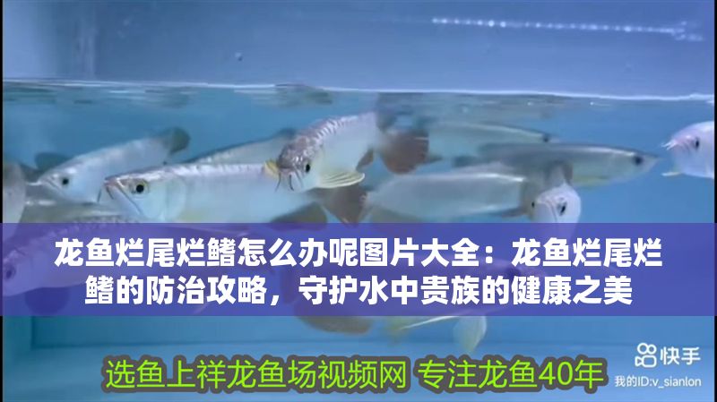 龍魚爛尾爛鰭怎么辦呢圖片大全：龍魚爛尾爛鰭的防治攻略，守護水中貴族的健康之美