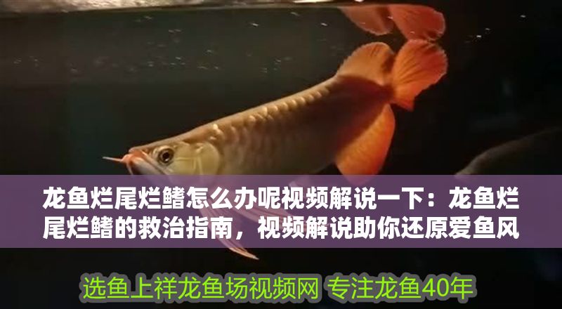 龍魚爛尾爛鰭怎么辦呢視頻解說一下：龍魚爛尾爛鰭的救治指南，視頻解說助你還原愛魚風(fēng)采