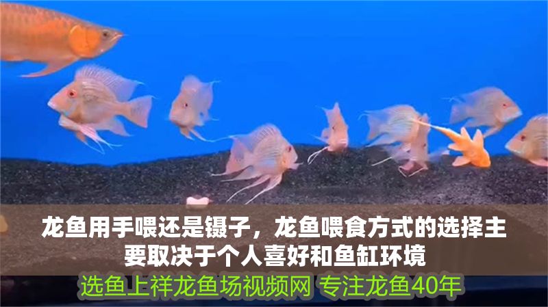 龍魚用手喂還是鑷子，龍魚喂食方式的選擇主要取決于個人喜好和魚缸環境
