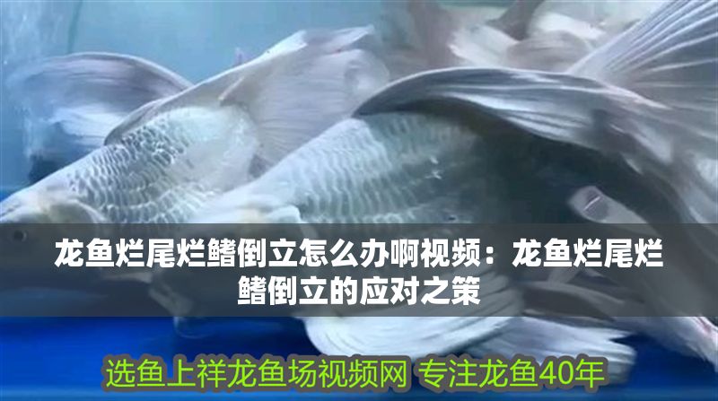 龍魚爛尾爛鰭倒立怎么辦啊視頻：龍魚爛尾爛鰭倒立的應對之策