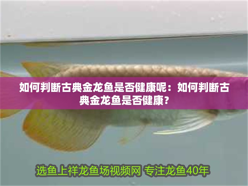 如何判斷古典金龍魚是否健康呢：如何判斷古典金龍魚是否健康？
