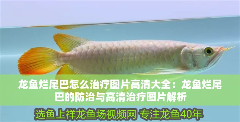 龍魚爛尾巴怎么治療圖片高清大全：龍魚爛尾巴的防治與高清治療圖片解析