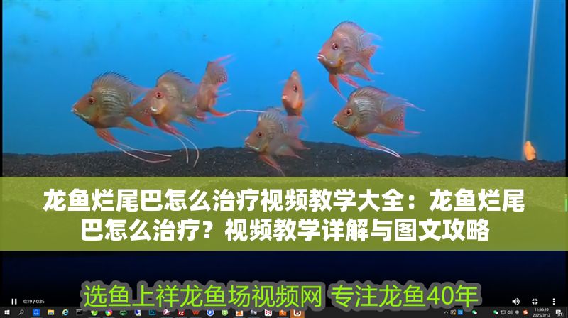 龍魚爛尾巴怎么治療視頻教學大全：龍魚爛尾巴怎么治療？視頻教學詳解與圖文攻略