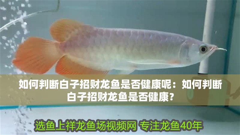 如何判斷白子招財(cái)龍魚是否健康呢：如何判斷白子招財(cái)龍魚是否健康？