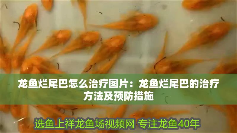 龍魚爛尾巴怎么治療圖片：龍魚爛尾巴的治療方法及預防措施