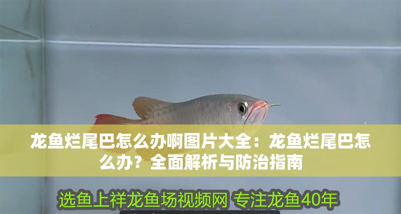 龍魚爛尾巴怎么辦啊圖片大全：龍魚爛尾巴怎么辦？全面解析與防治指南