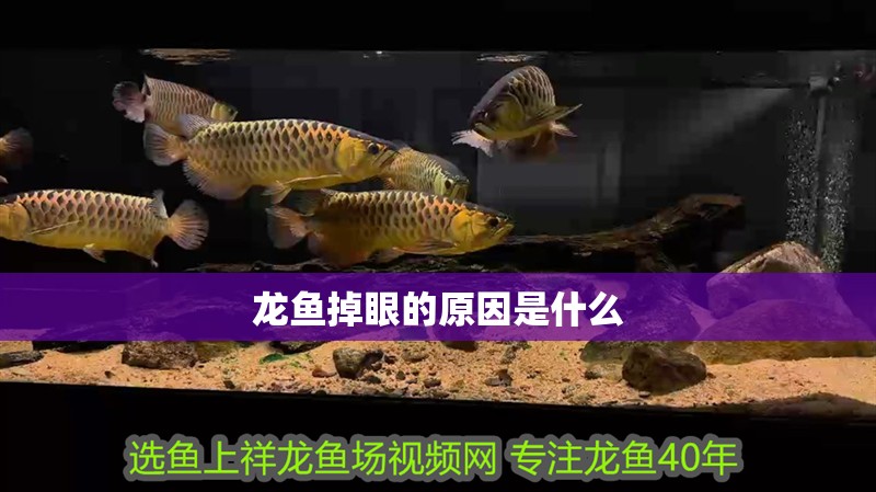 龍魚掉眼的原因是什么
