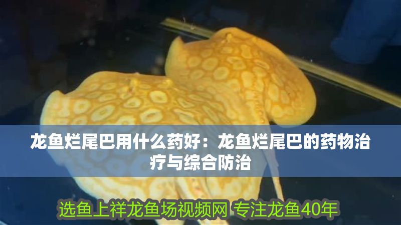 龍魚(yú)爛尾巴用什么藥好：龍魚(yú)爛尾巴的藥物治療與綜合防治