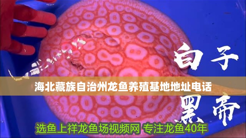 海北藏族自治州龍魚養(yǎng)殖基地地址電話