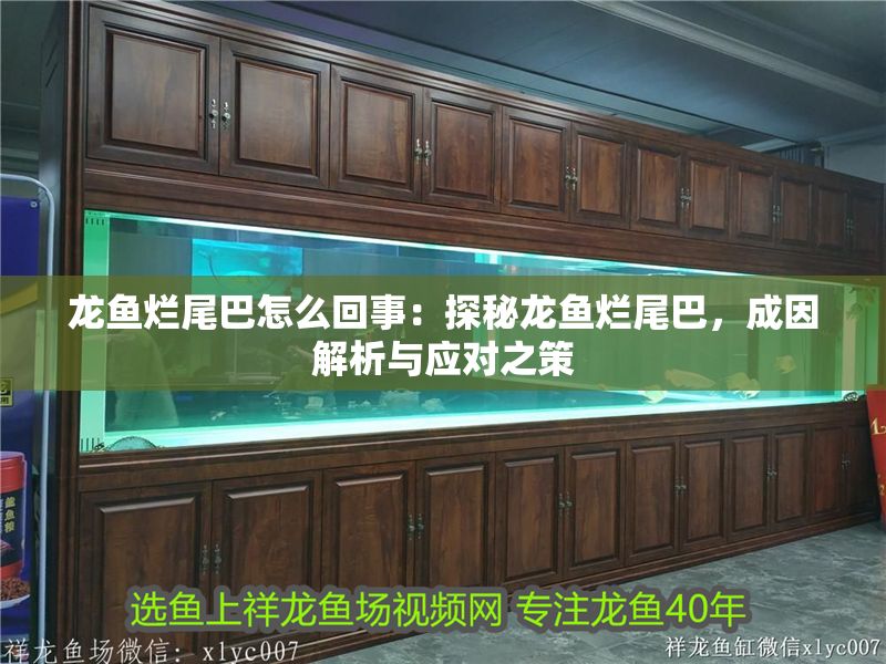 龍魚爛尾巴怎么回事：探秘龍魚爛尾巴，成因解析與應(yīng)對之策