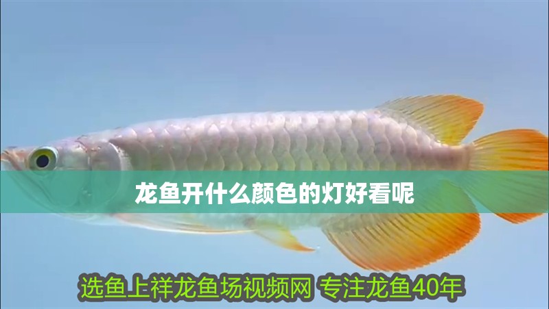 龍魚開什么顏色的燈好看呢