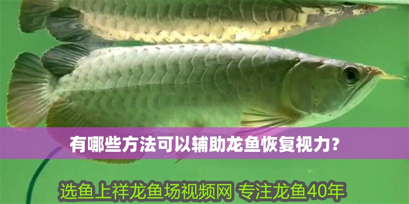 有哪些方法可以輔助龍魚恢復視力？