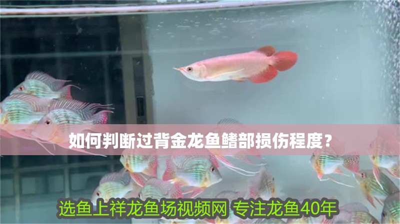 如何判斷過背金龍魚鰭部損傷程度？
