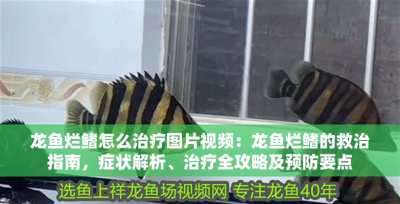 龍魚爛鰭怎么治療圖片視頻：龍魚爛鰭的救治指南，癥狀解析、治療全攻略及預防要點