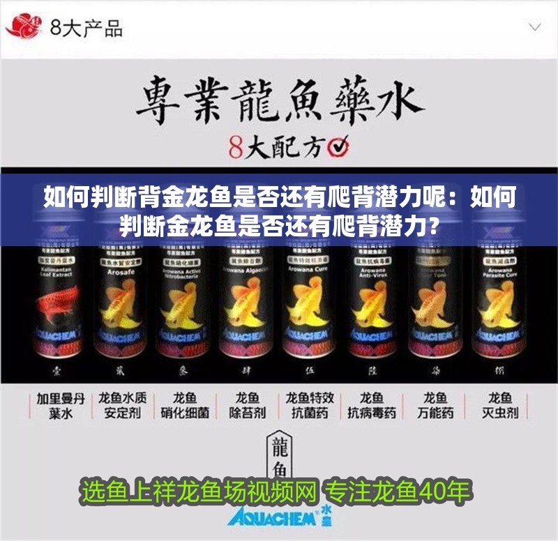 如何判斷背金龍魚是否還有爬背潛力呢：如何判斷金龍魚是否還有爬背潛力？