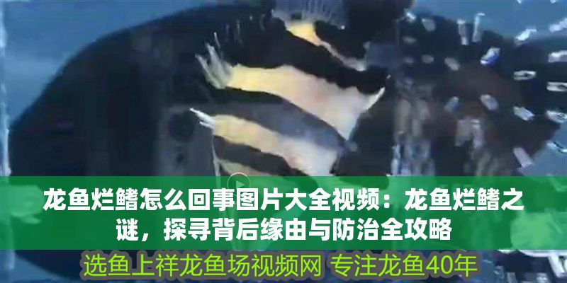 龍魚爛鰭怎么回事圖片大全視頻：龍魚爛鰭之謎，探尋背后緣由與防治全攻略