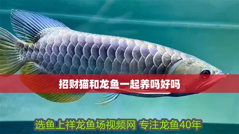 招財(cái)貓和龍魚一起養(yǎng)嗎好嗎