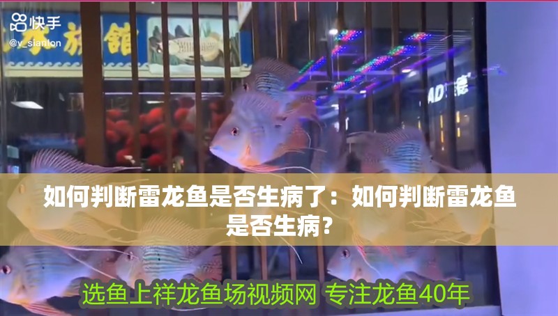 如何判斷雷龍魚是否生病了：如何判斷雷龍魚是否生病？