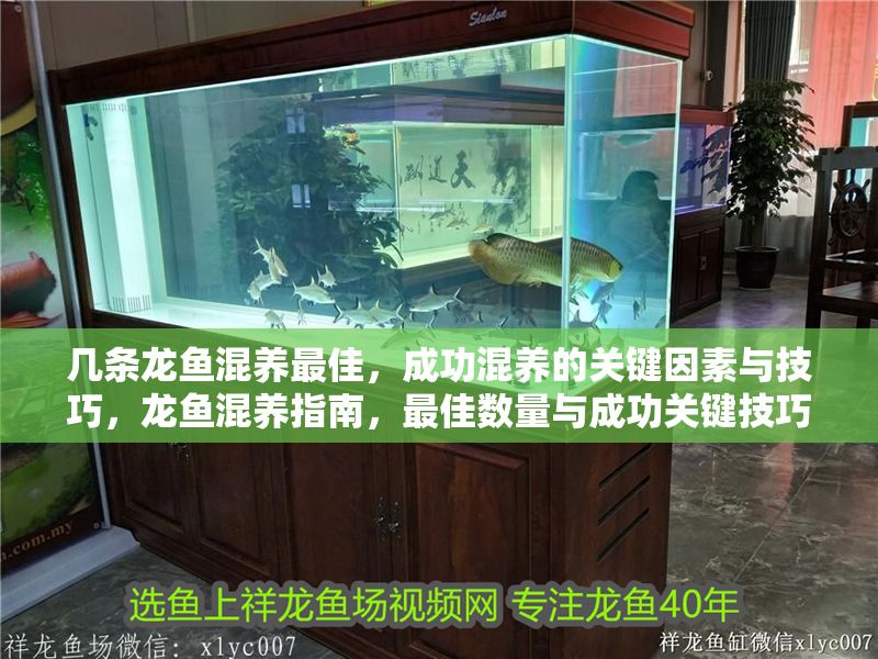 幾條龍魚混養最佳，成功混養的關鍵因素與技巧，龍魚混養指南，最佳數量與成功關鍵技巧
