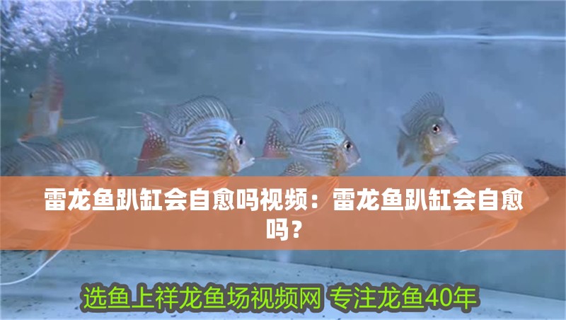 雷龍魚趴缸會自愈嗎視頻：雷龍魚趴缸會自愈嗎？
