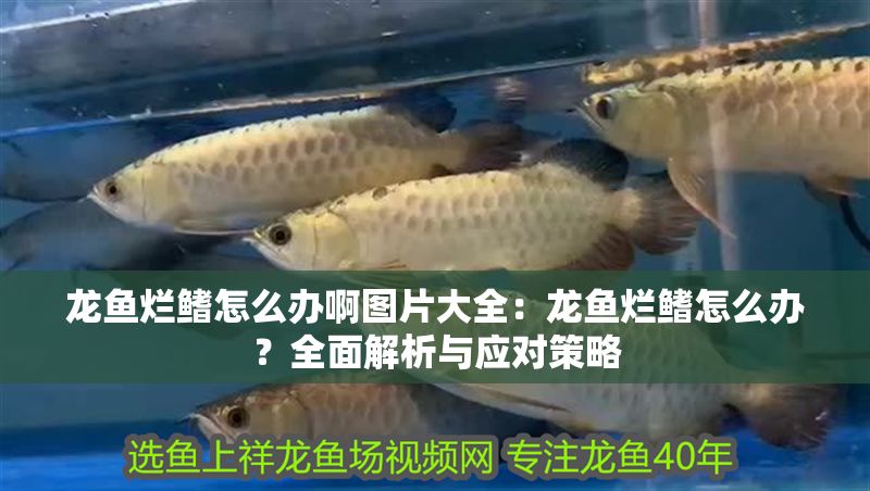 龍魚(yú)爛鰭怎么辦啊圖片大全：龍魚(yú)爛鰭怎么辦？全面解析與應(yīng)對(duì)策略