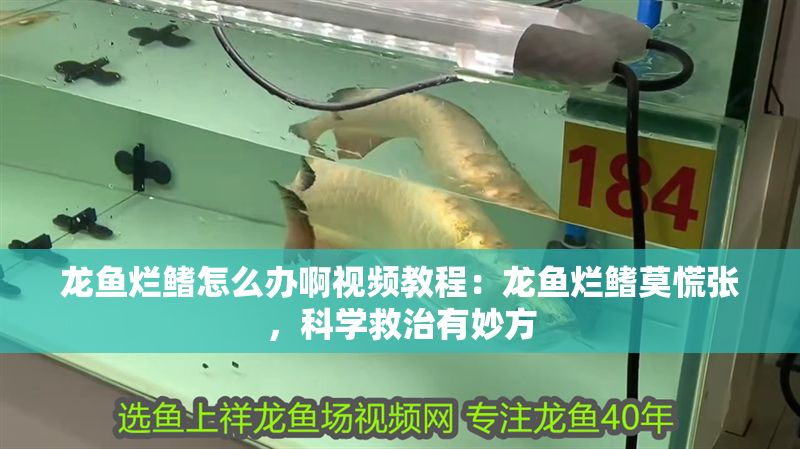 龍魚爛鰭怎么辦啊視頻教程：龍魚爛鰭莫慌張，科學救治有妙方