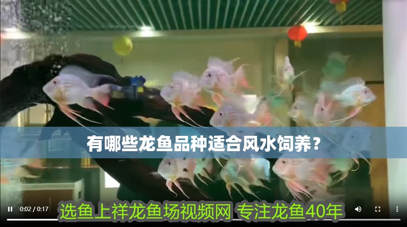 有哪些龍魚品種適合風水飼養？