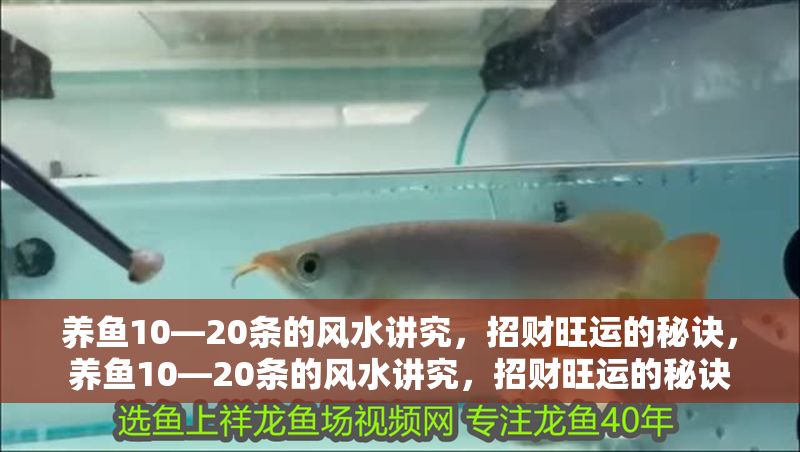 養魚10—20條的風水講究，招財旺運的秘訣，養魚10—20條的風水講究，招財旺運的秘訣