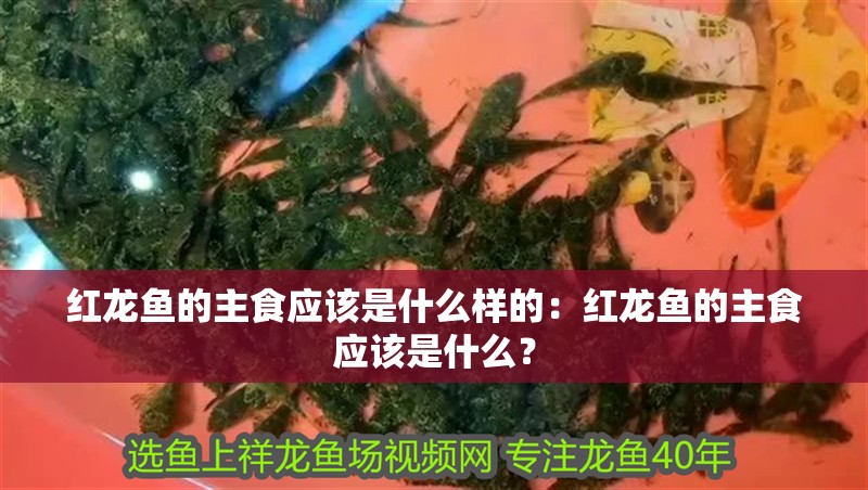 紅龍魚的主食應該是什么樣的：紅龍魚的主食應該是什么？