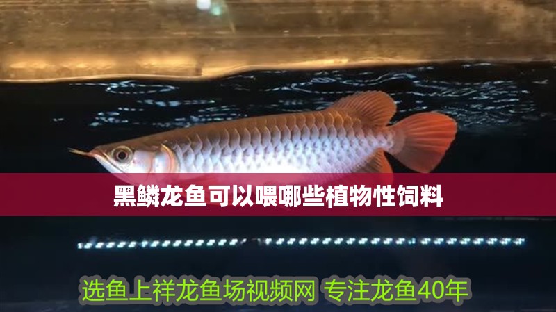 黑鱗龍魚可以喂哪些植物性飼料