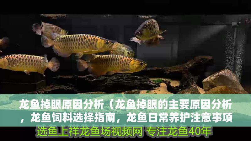 龍魚掉眼原因分析（龍魚掉眼的主要原因分析，龍魚飼料選擇指南，龍魚日常養(yǎng)護注意事項）