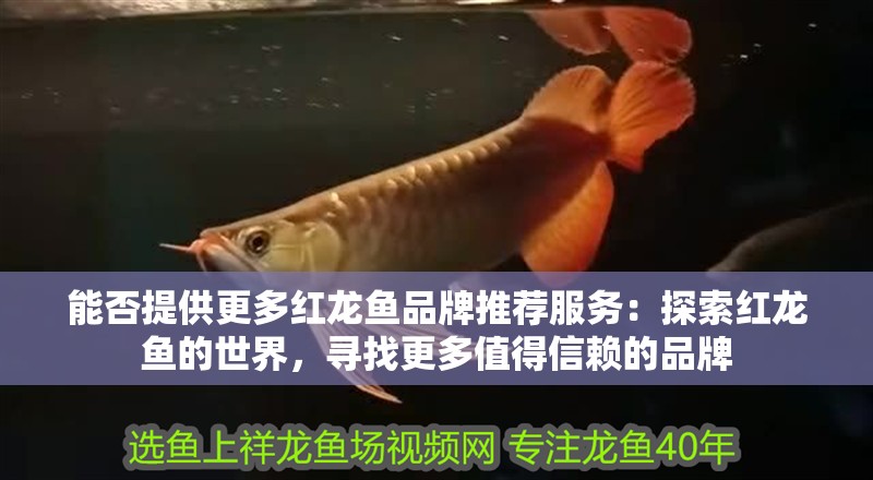 金龍魚 國產品牌：金龍魚品牌在中國市場上具有很高的知名度并且在中國市場上具有很高的知名度