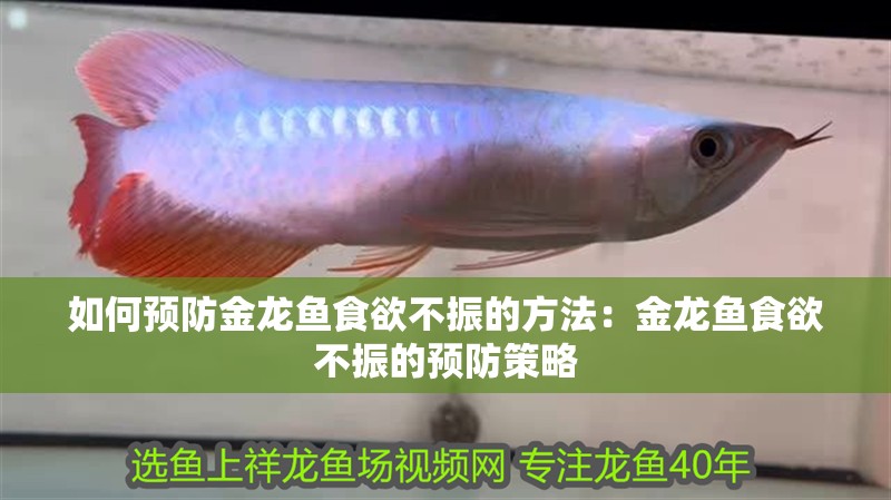 如何預防金龍魚食欲不振的方法：金龍魚食欲不振的預防策略