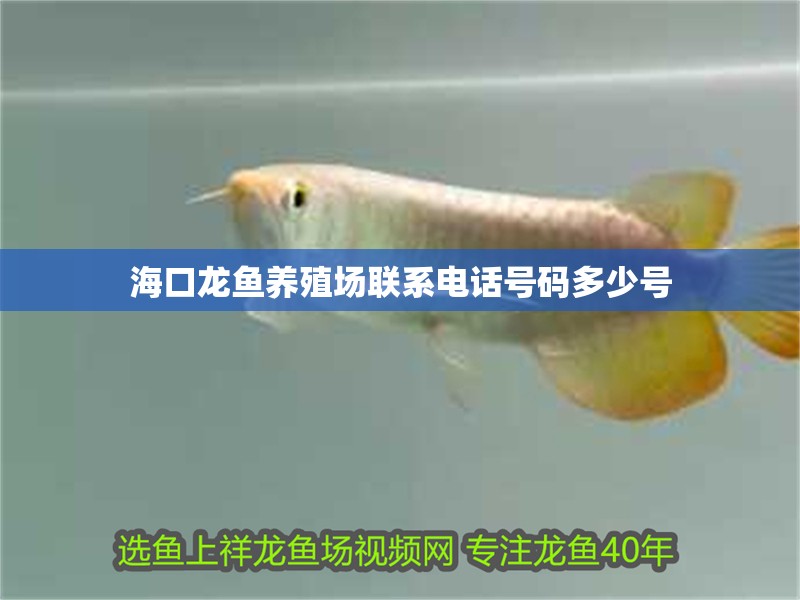海口龍魚養殖場聯系電話號碼多少號