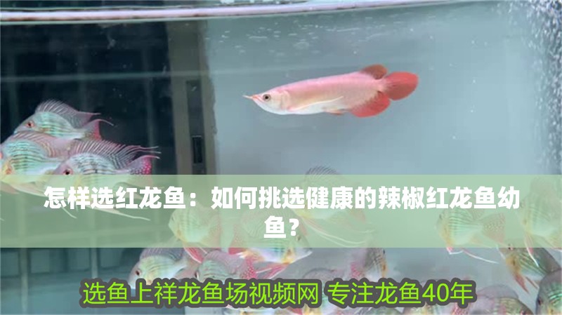怎樣選紅龍魚：如何挑選健康的辣椒紅龍魚幼魚？