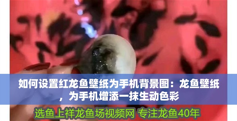 如何設(shè)置紅龍魚壁紙為手機背景圖：龍魚壁紙，為手機增添一抹生動色彩