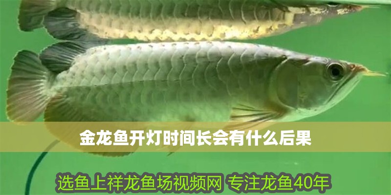 金龍魚開燈時間長會有什么后果