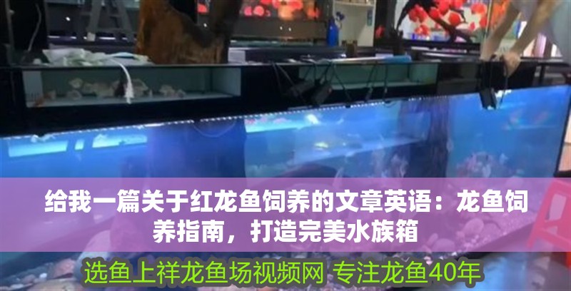 給我一篇關于紅龍魚飼養的文章英語：龍魚飼養指南，打造完美水族箱