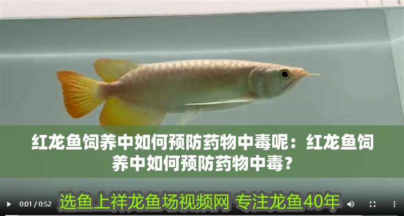 紅龍魚飼養(yǎng)中如何預防藥物中毒呢：紅龍魚飼養(yǎng)中如何預防藥物中毒？