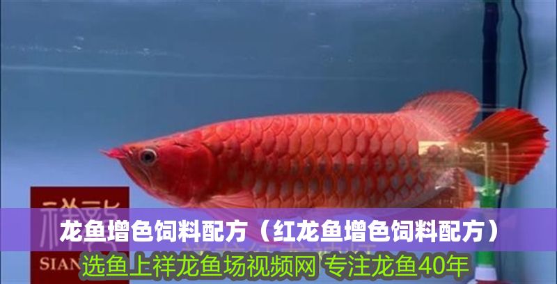 龍魚增色飼料配方（紅龍魚增色飼料配方）