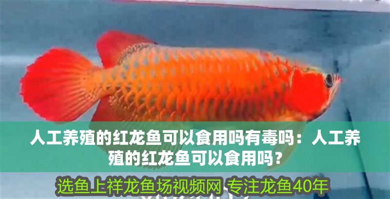 人工養殖的紅龍魚可以食用嗎有毒嗎：人工養殖的紅龍魚可以食用嗎？